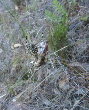 Image of Argiope australis (Walckenaer 1805)