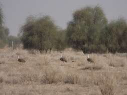 Image of Great Indian Bustard