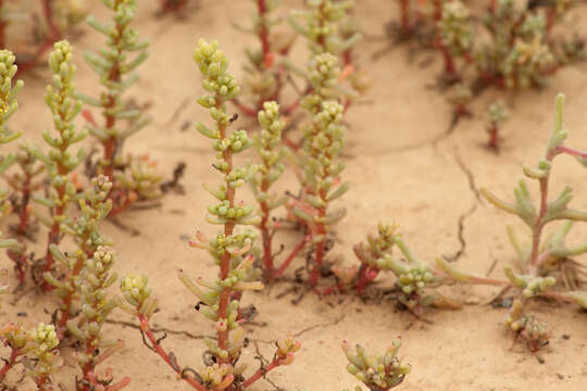 Imagem de Salsola foliosa (L.) Schrad.