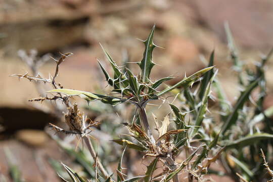 Image of Blepharis fleckii P. G. Meyer