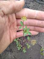 Слика од Trifolium cyathiferum Lindl.