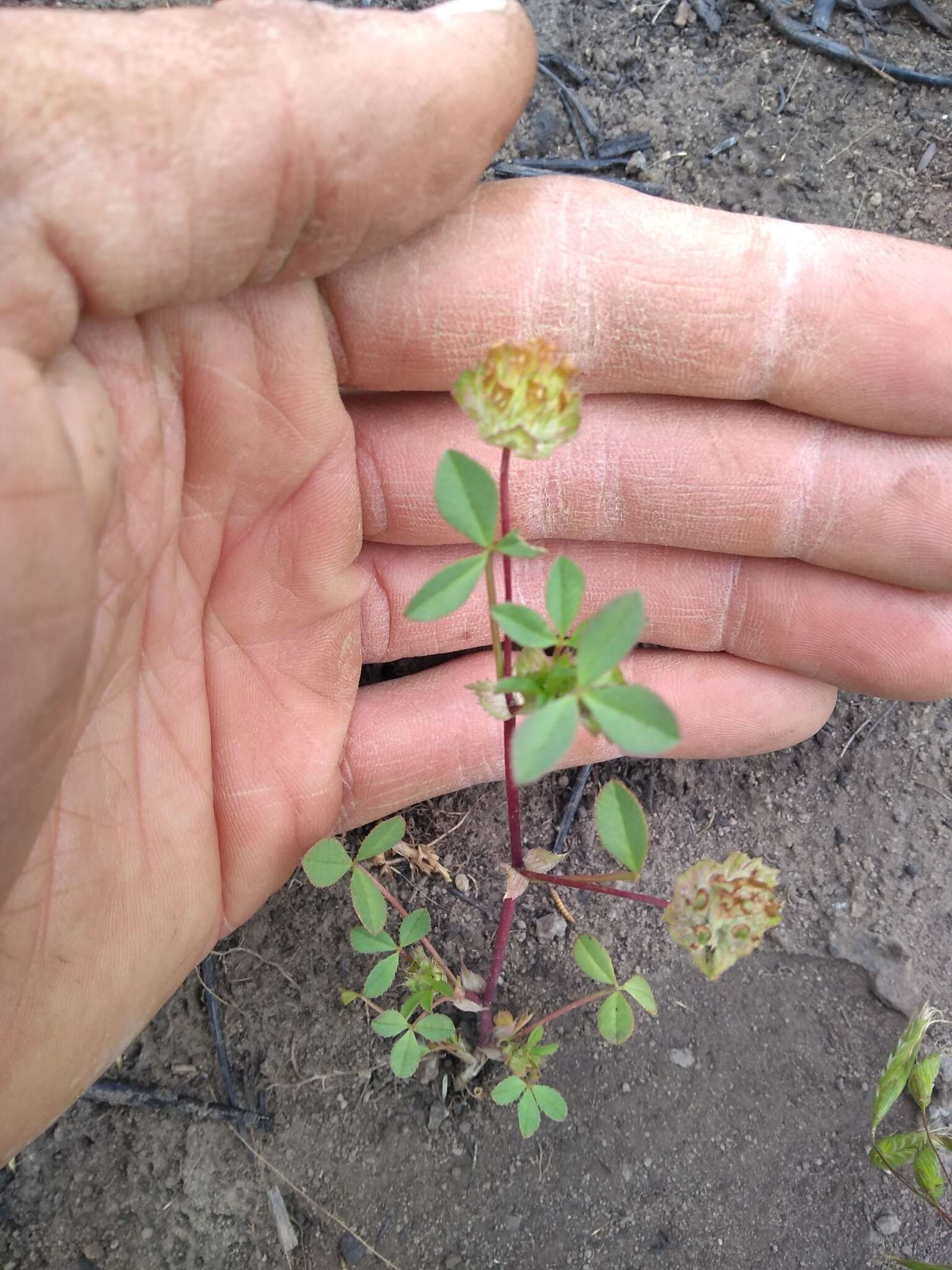 Image of cup clover