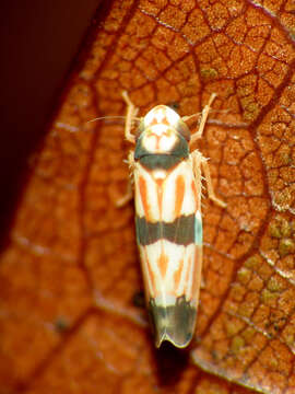 Image of Erythroneura calycula McAtee 1920