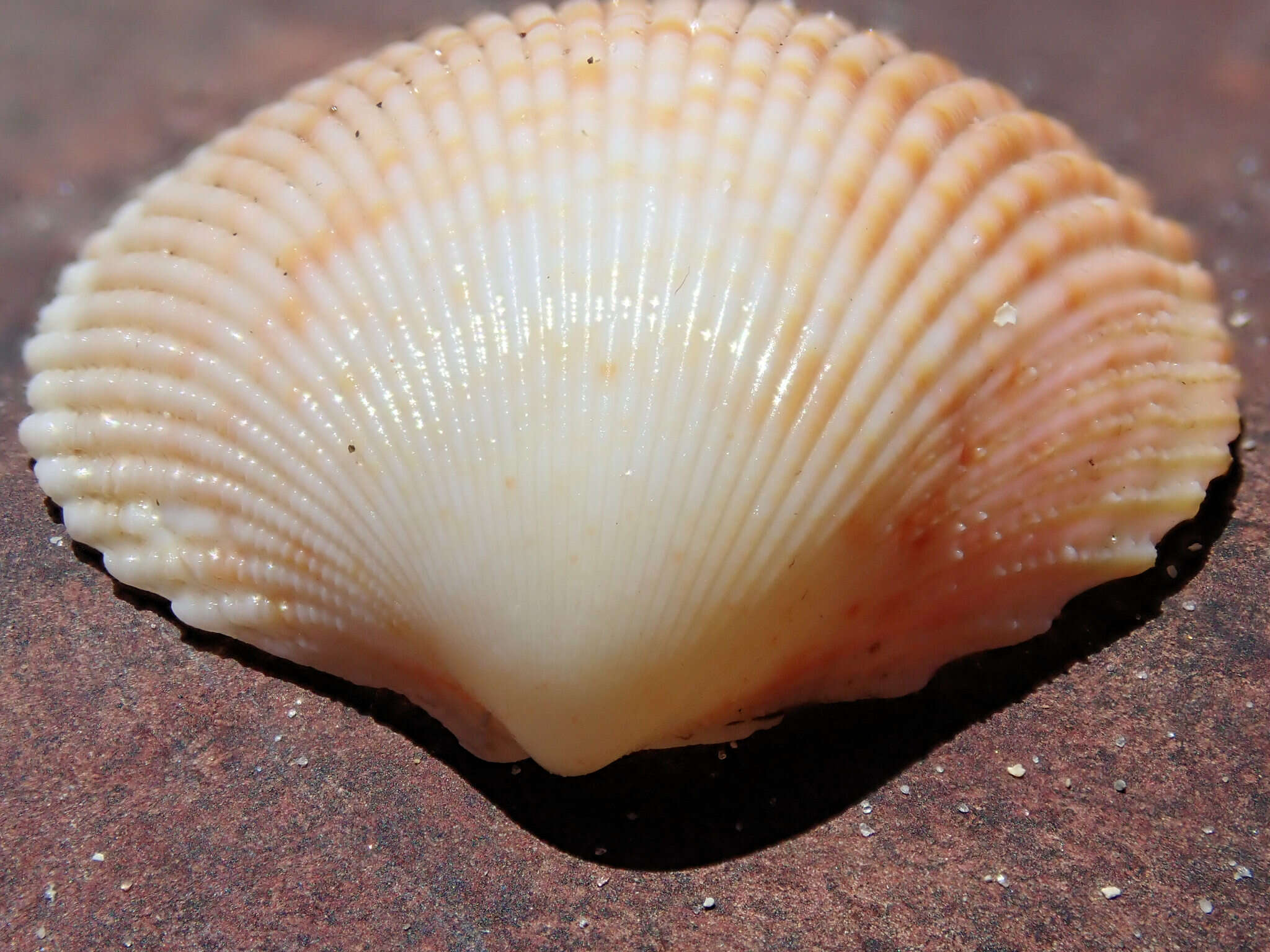 Image of Acrosterigma cygnorum (Deshayes 1855)