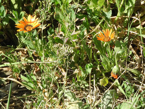 Image of glandular Cape marigold