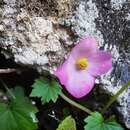 Image of Begonia uniflora S. Watson