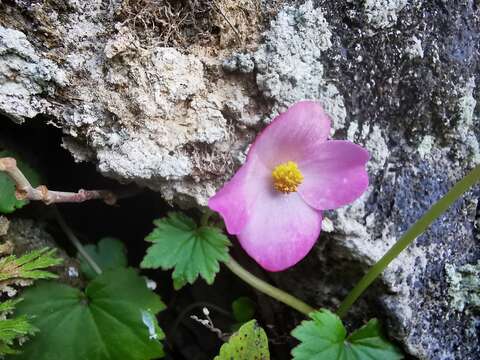 Image of Begonia uniflora S. Watson