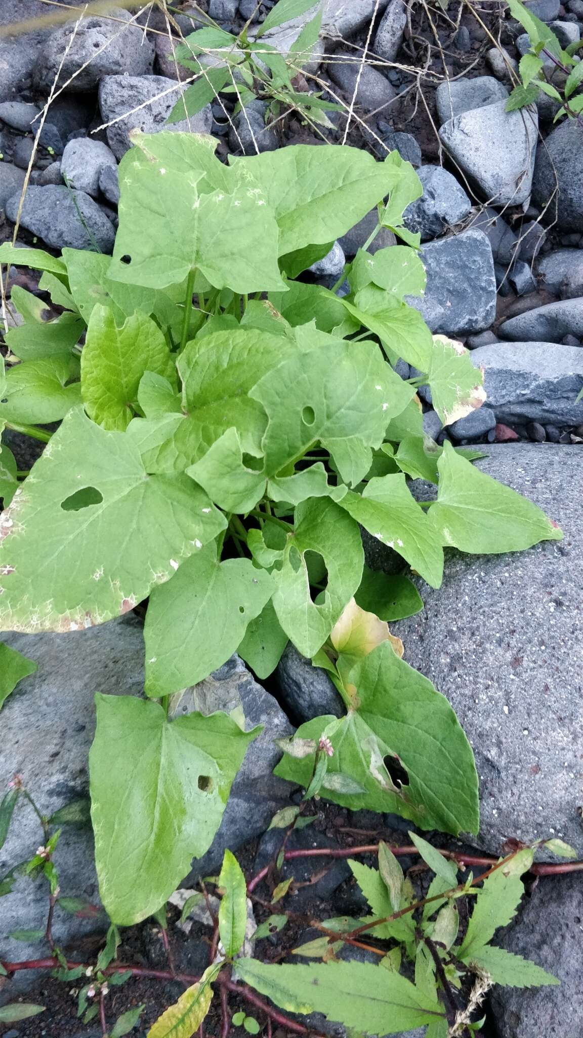 Image of Rumex maderensis Lowe