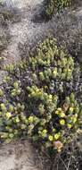 Image of Haplopappus foliosus DC.