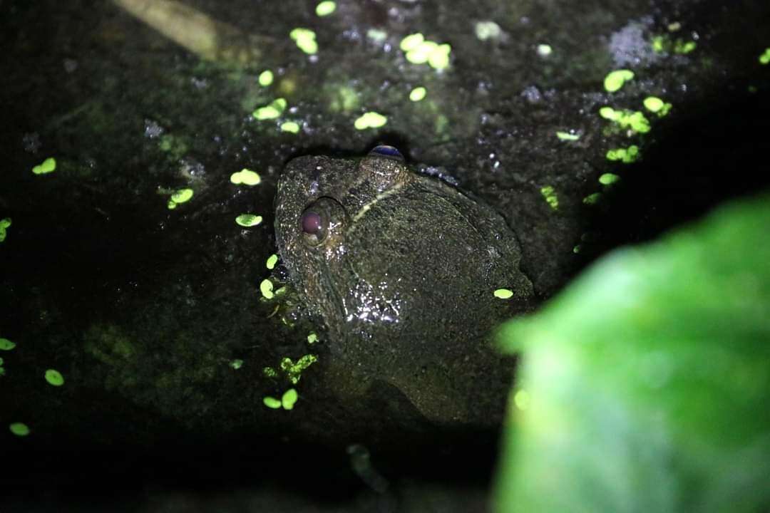 Limnonectes taylori Matsui, Panha, Khonsue & Kuraishi 2010的圖片