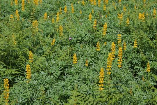 Image of European yellow lupine