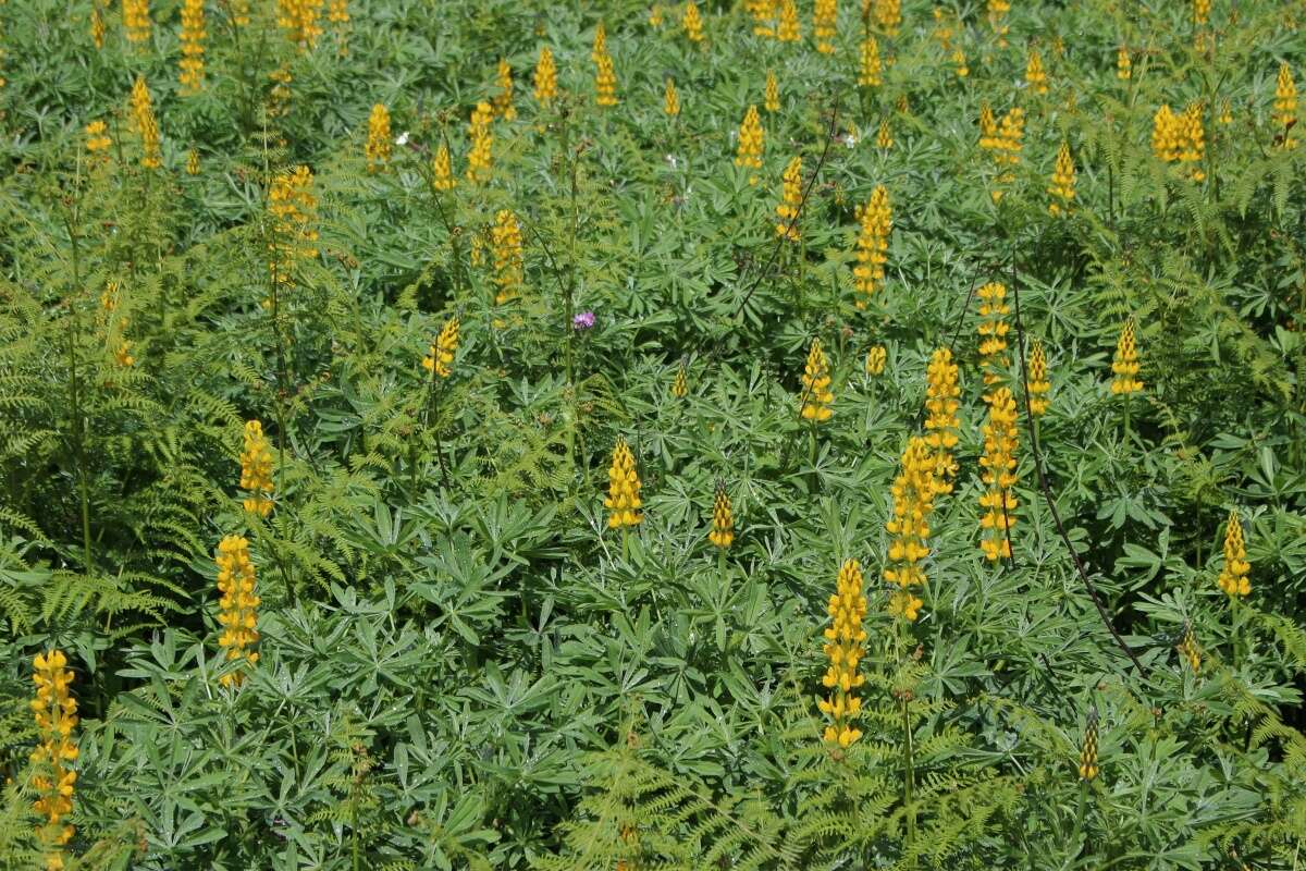 Image of European yellow lupine