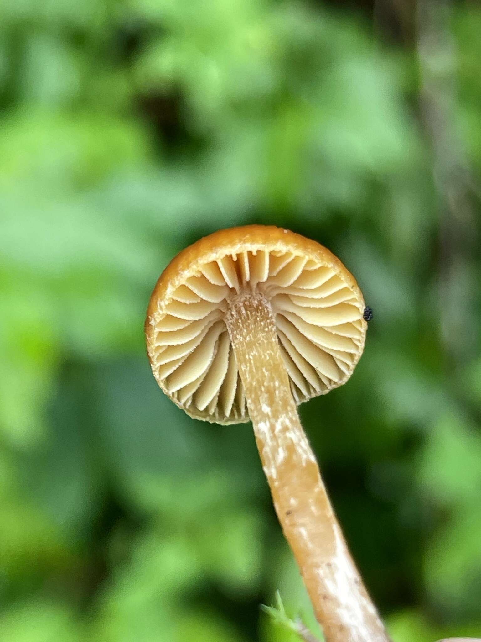 Image of Galerina lubrica A. H. Sm. 1964