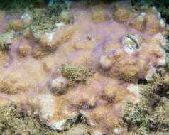 Montipora patula Verrill 1869的圖片