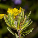 Hibbertia villifera Tepper ex H. R. Toelken resmi