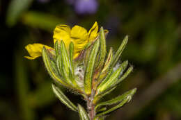 Hibbertia villifera Tepper ex H. R. Toelken resmi