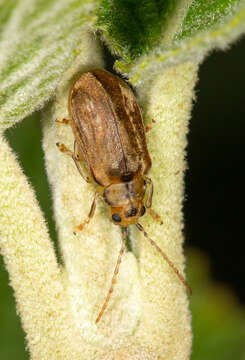 Image of Viburnum leaf beetle