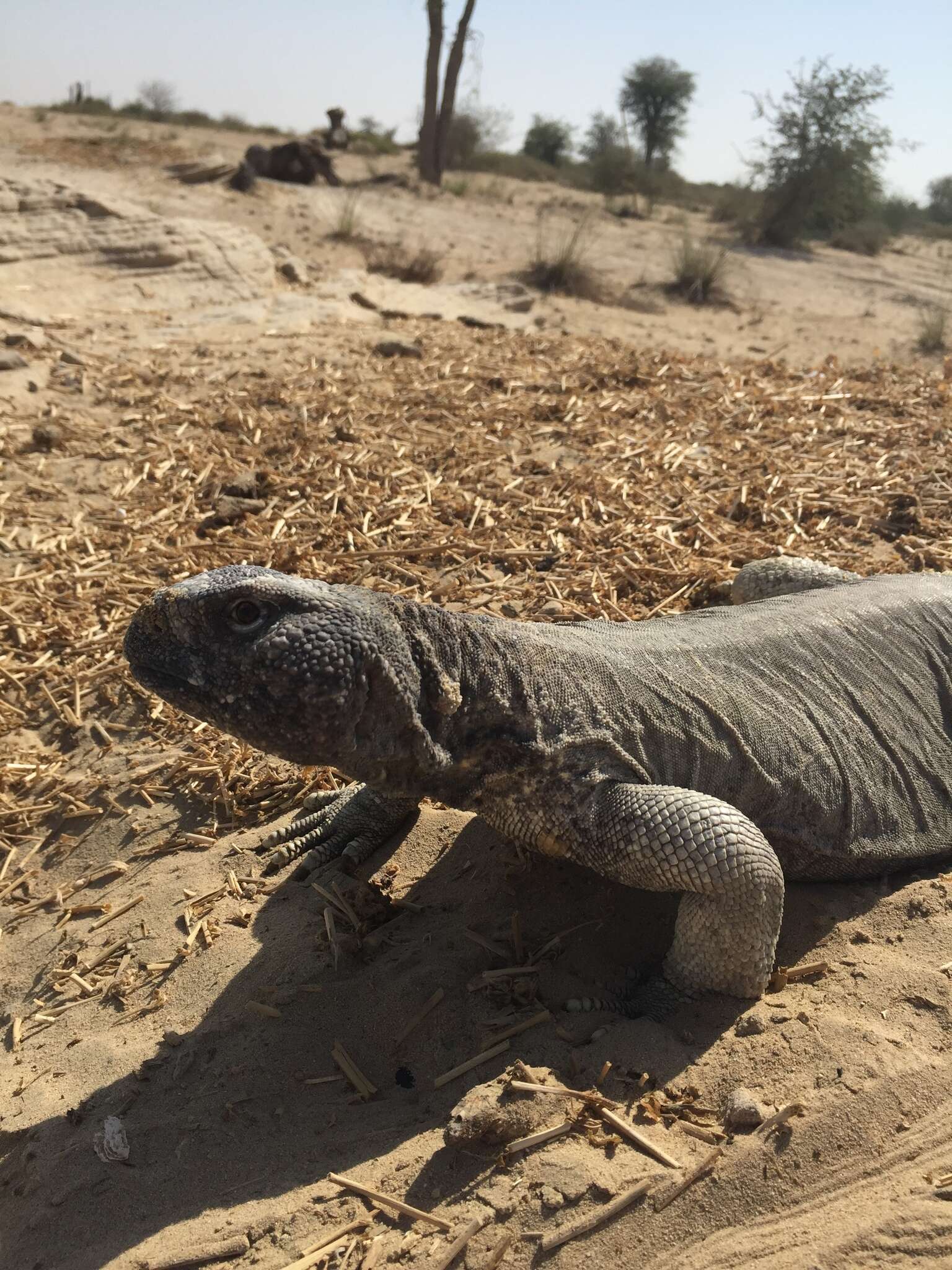 Слика од Uromastyx aegyptia leptieni Wilms & Böhme 2000