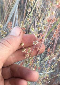 Imagem de Eriogonum polycladon Benth.