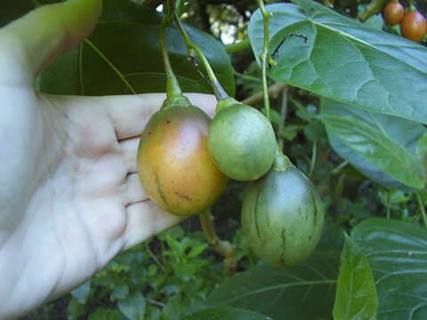 Image of Tamarillo