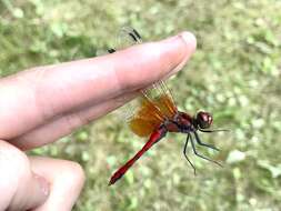 Image of Sympetrum speciosum Oguma 1915