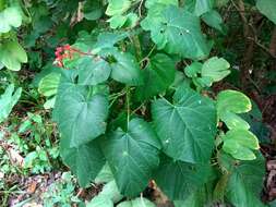 Imagem de Clerodendrum japonicum (Thunb.) Sweet