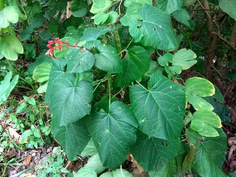 Imagem de Clerodendrum japonicum (Thunb.) Sweet