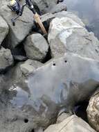 Image of California Butterfly Ray