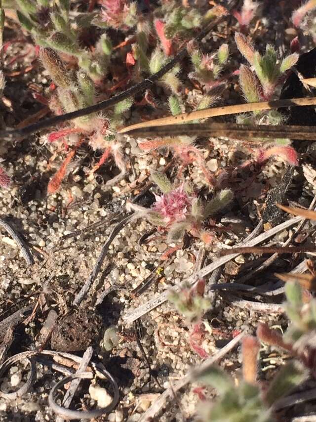 Image of Ben Lomond spineflower