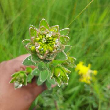 Image of Gnidia anthylloides (L. fil.) Gilg