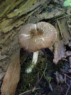 Image of Pluteus deceptivus Minnis & Sundb. 2010