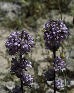 Imagem de Campanula glomerata subsp. hispida (Witasek) Hayek