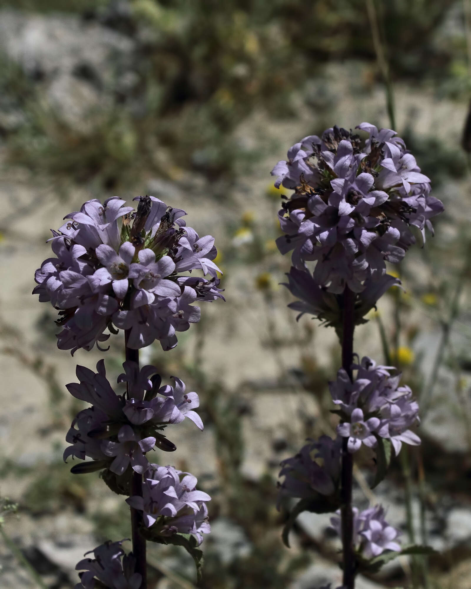 Imagem de Campanula glomerata subsp. hispida (Witasek) Hayek