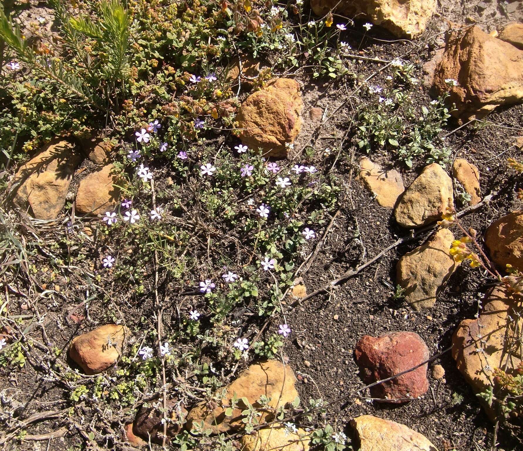 Image of Lyperia violacea (Jarosz) Benth.