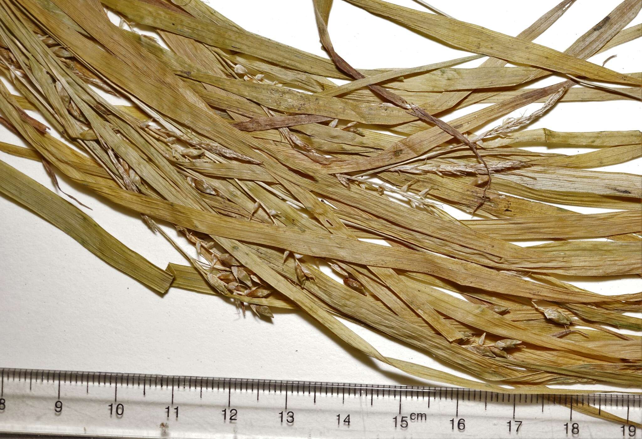 Image of eastern narrowleaf sedge