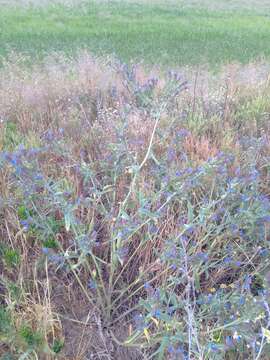 Image of Anchusa procera Bess. ex Link