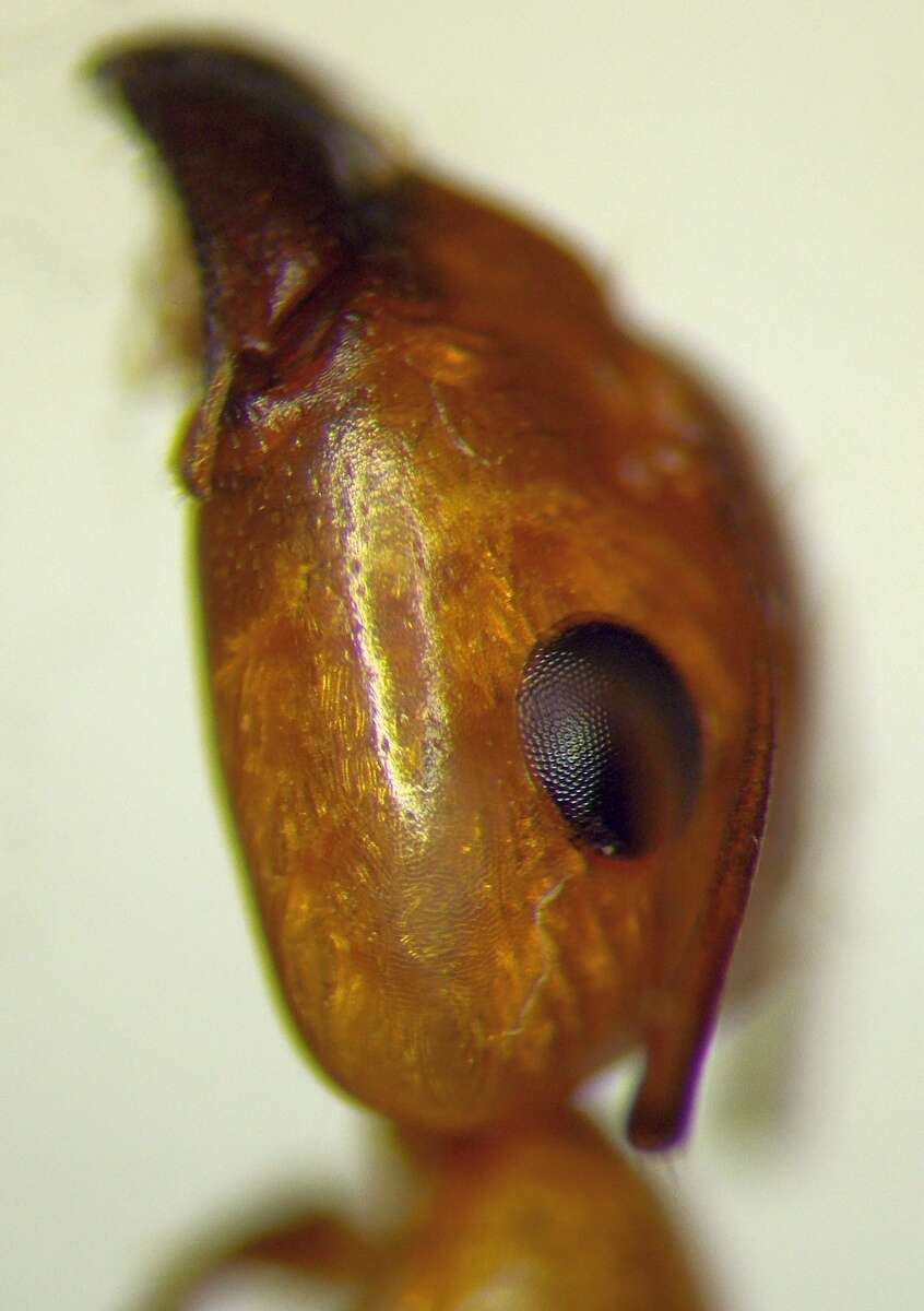 Plancia ëd Camponotus turkestanus Andre 1882