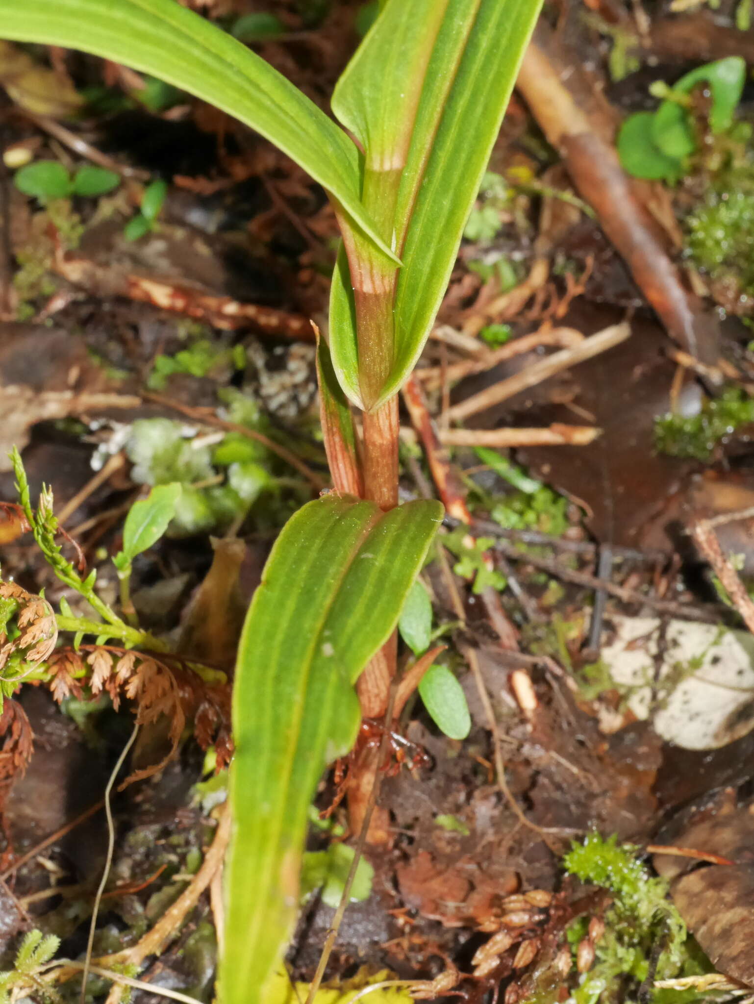 Image of Pterostylis cardiostigma D. Cooper