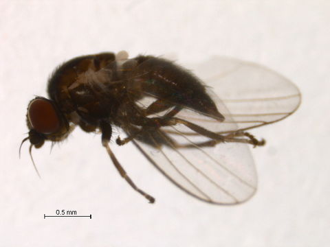 Image of <i>Cerodontha fasciata</i> (Strobl 1880)