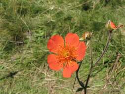 Image of Geum coccineum Sibth. & Sm.