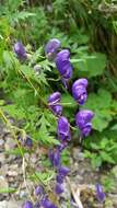 Слика од Aconitum degenii Gayer