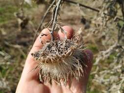 Слика од Cirsium decussatum Janka