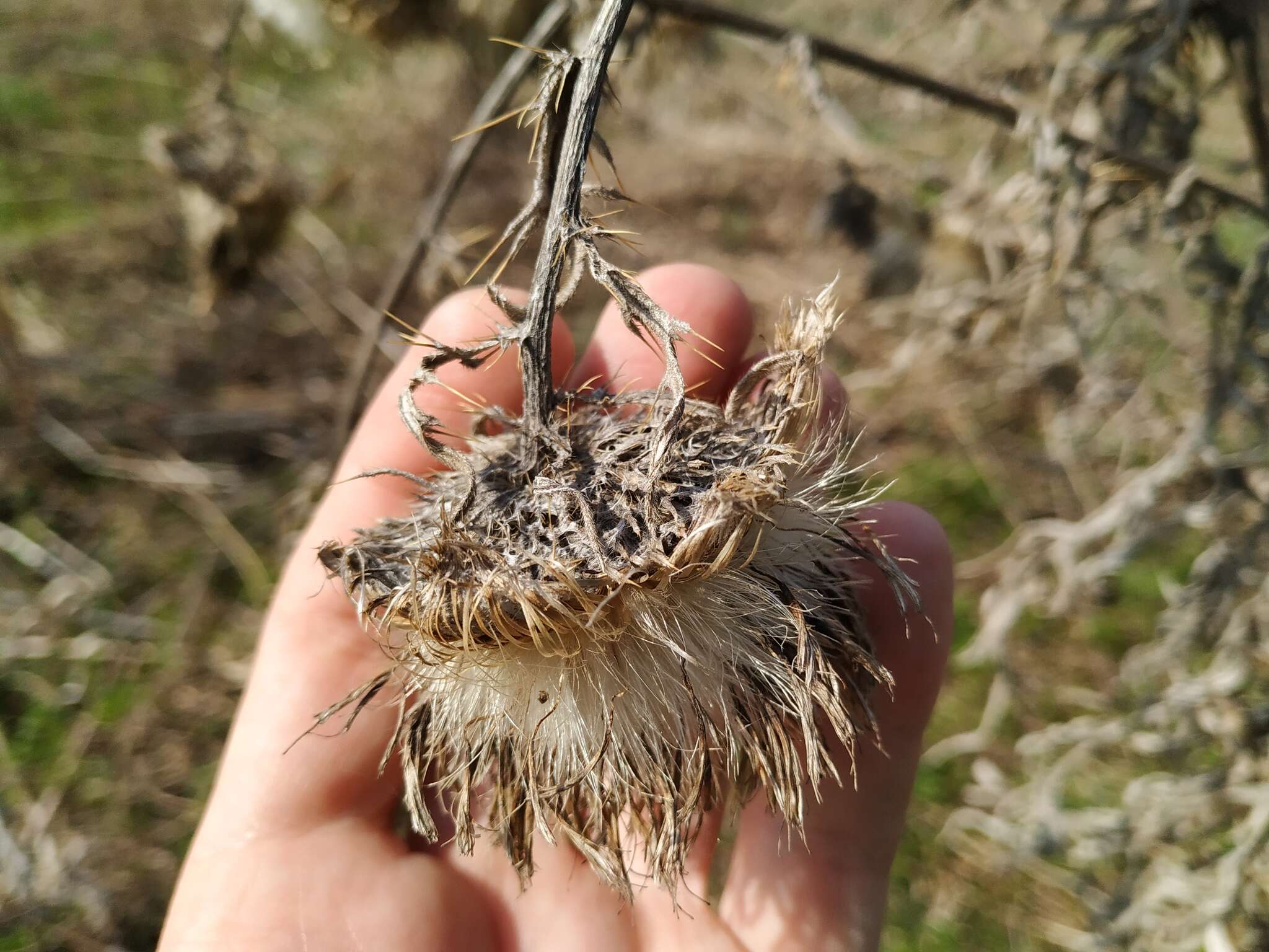 Слика од Cirsium decussatum Janka