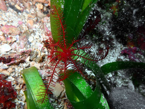 Image of Mediterranean feather star