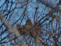 Image of Eagle-owls