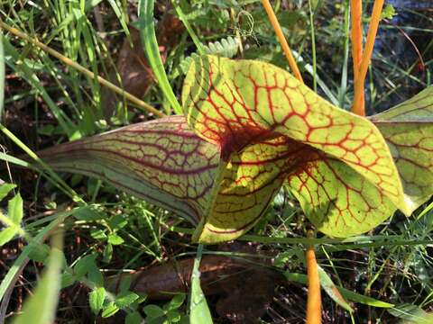 Image of pitcherplant