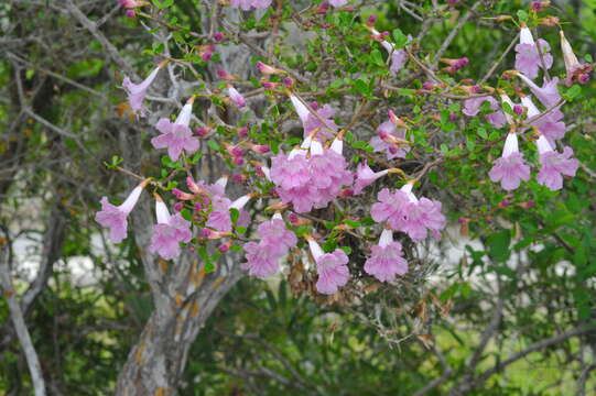 Image of Tabebuia myrtifolia (Griseb.) Britt.