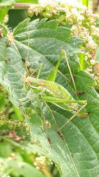 Image of striped bush-cricket