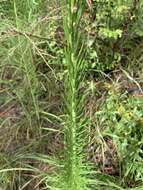 Image of prairie blazing star