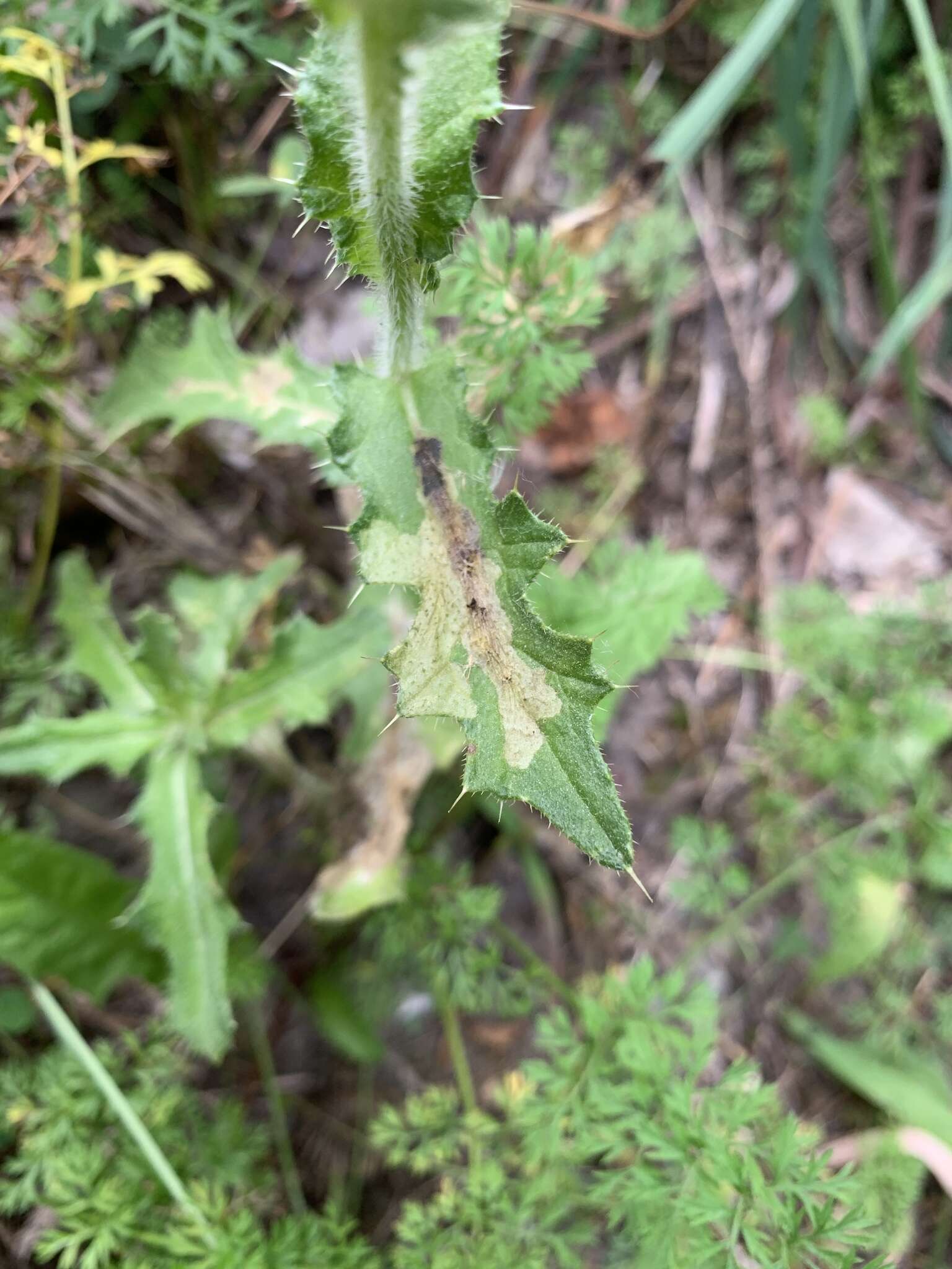 Image of Scrobipalpa acuminatella Sircom 1850